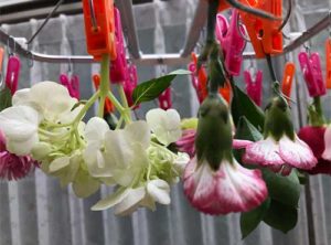 ドライフラワー作り