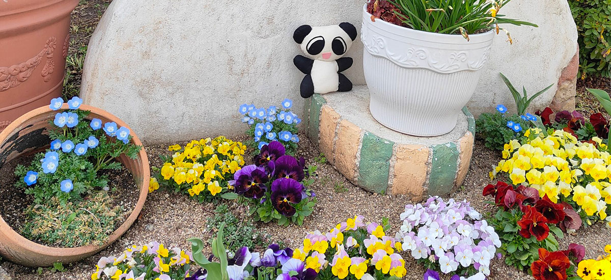 山形市・小児科・橋本こどもクリニック　ぱんちゃん　パンジー